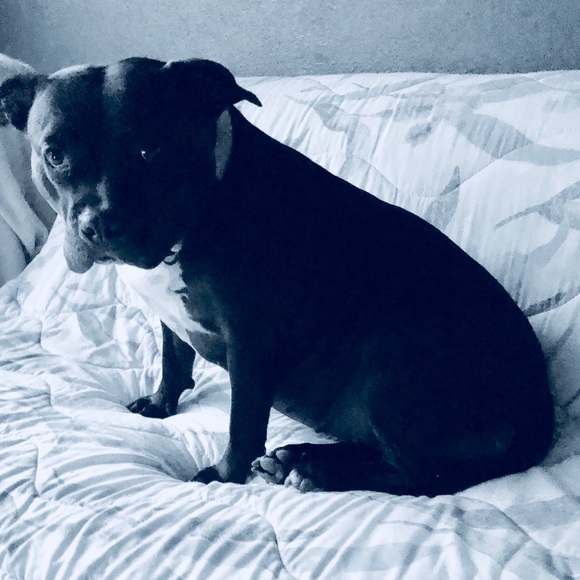 Animal Friendly Home - Picture 11 of 16